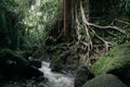 Green wild jungle forest and flowing river Royalty Free Stock Photo