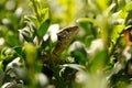 Green wild lizard hidden among the bush leafs. Little reptile closeup view.