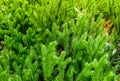 Natural green Lycopodium growing in a summer forest. Russia, Western Siberia.