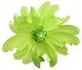 Green wild mallow flower on a white isolated background with clipping path. Closeup. Element of design. Royalty Free Stock Photo