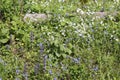 Green wild meadow with small blue flowers of Germander speedwell Veronica chamaedrys, bugle Ajuga reptans and white flowers Royalty Free Stock Photo