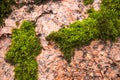 Green wild moss lying on a tree on a Sunny day, background green unified mass for the design