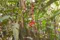 Tropical wild nature of amazon jungle with its green habitat in Leticia, Colombia Royalty Free Stock Photo