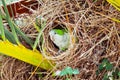 Green wild parrot sitting in the nest in a palm tree, Barcelona