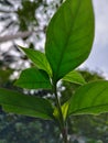 Green wild plant leaves with a leaf vein texture shot from a low angle