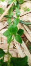 green wild plants can grow in the middle of dry leaves Royalty Free Stock Photo