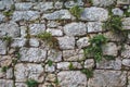 Green wild plants are growing on old stone wall Royalty Free Stock Photo