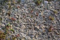 Green wild plants are growing on old stone wall Royalty Free Stock Photo