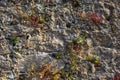 Green wild plants are growing on old stone wall Royalty Free Stock Photo