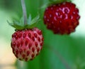 Green wild strawberry