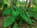 The green wild taro trees growing in the yard