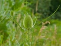 green flower bud and leafs of a wild teasel Royalty Free Stock Photo