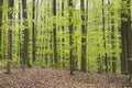 Beech trees woodland in springtime Royalty Free Stock Photo