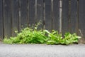 Green wild weeds (chelidonium majus, taraxacum officinale, galium aparine) grown through asphalt near old wooden fence