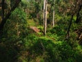 Green wilderness forest with eucalyptus trees and ferns in Australia