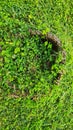 Green Wildgrass for walpaper