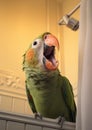 Green wildlife animals beak bird parrot nature Royalty Free Stock Photo