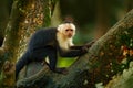 Green wildlife of Costa Rica. Black monkey White-headed Capuchin sitting on the tree branch in the dark tropic forest. Monkey Whit