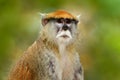 Green wildlife of Senegal. Patas Hussar monkey, Erythrocebus patas, sitting on tree branch in dark tropic forest. Animal in nature