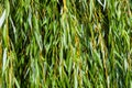 Green willow branches in autumn park close-up Royalty Free Stock Photo