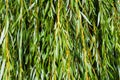 Green willow branches in autumn park close-up Royalty Free Stock Photo