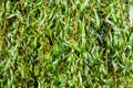 Green willow branches in autumn park close-up Royalty Free Stock Photo