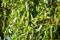 Green willow branches in autumn park close-up Royalty Free Stock Photo