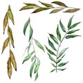 Green willow branches. Watercolor background illustration set. Isolated branch illustration element.