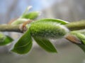 Green willow catkin close-up