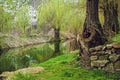 Green Willow Early Spring Reflected in the River Royalty Free Stock Photo