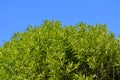 Green willow foliage against blue sky. Branches with young leaves Royalty Free Stock Photo