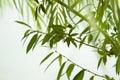 Green willow foliage Royalty Free Stock Photo