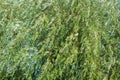 Green willow foliage, Salix branches, background. Royalty Free Stock Photo
