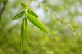 Green willow leaves Royalty Free Stock Photo