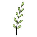 Green willow plant branch with leaves for design