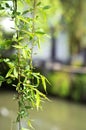 Green willow tree overhanging canal, Suzhou, China