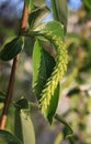 Green willow twig with catkin