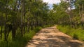 Green Winding Forest Road