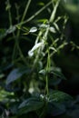 The green winding stem of the plant stretches towards the sun's rays