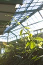 The green winding stem of the plant stretches towards the sun's rays