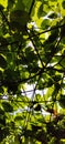 Green, window, outdorr, symmetry