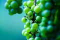 Green wine grape cluster Royalty Free Stock Photo