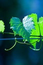 Green wine grape leaf