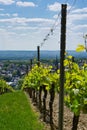 Green wine grape plants in the German Rheingau wine region leading towards the village of Kiedrich
