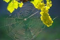 Green Wine Grape And Spider Web