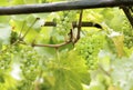 Green wine grapes Royalty Free Stock Photo