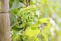 Green wine grapes Royalty Free Stock Photo