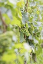 Green wine grapes Royalty Free Stock Photo