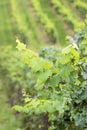 Green wine grapes Royalty Free Stock Photo