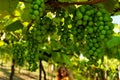 Green Wine Grapes